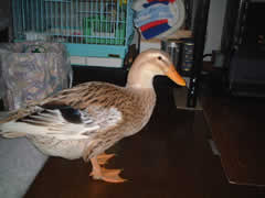 �������H