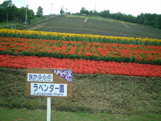 ラベンダー園