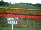 ラベンダー園